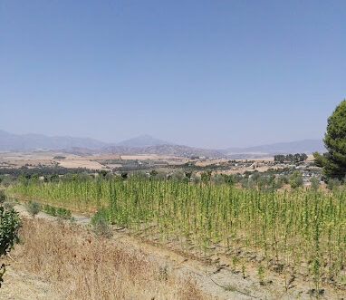 plantation-CBD-Spain