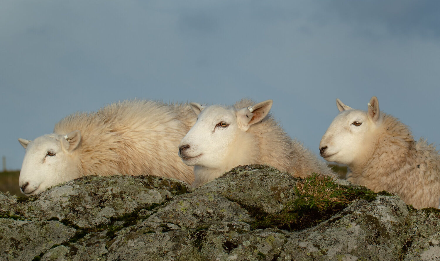 Organic_Wool_Benefits